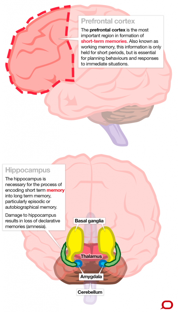 Short-term memory loss: Definition, loss, psychology, and more